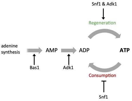 Schematic showing ATP–ADP interconversion in cells: ATP hydrolysis (ATP → ADP + Pi) powering cellular work, and ADP re-phosphorylation to ATP via mitochondrial ATP synthase; adenylate kinase (ATP + AMP ⇌ 2 ADP) and AMPK/Snf1 jointly stabilize the ATP/ADP balance.